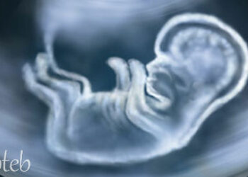 تحديد جنس الجنين, حقائق ومعتقدات