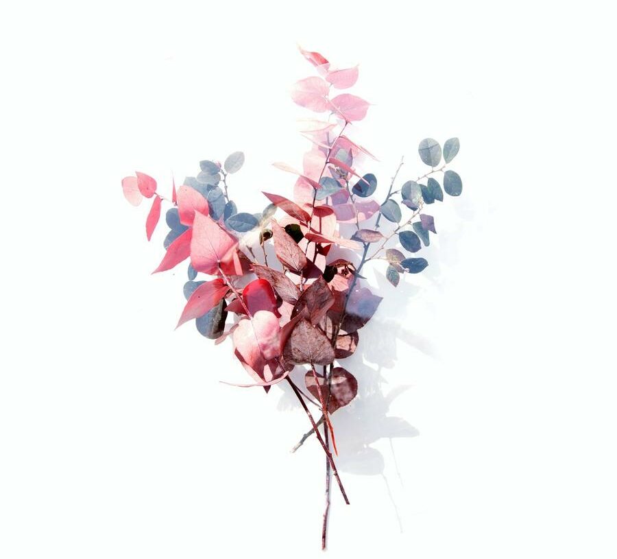 Bienfaits de l'eau de rose pour les cheveux