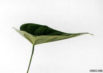 Bienfaits du coing pour la peau