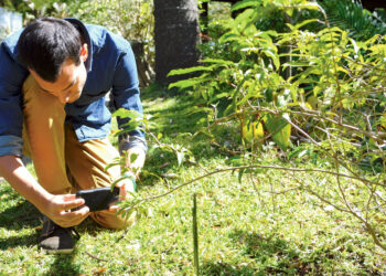 application pour reconnaître les végétaux
