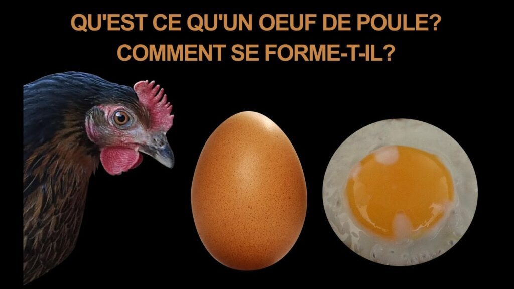 Comment est fabriqué l’œuf de la poule ?