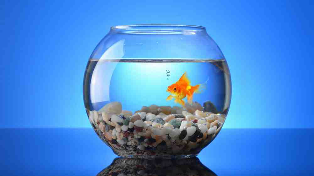 Какие рыбки могут жить в аквариуме без помпы?