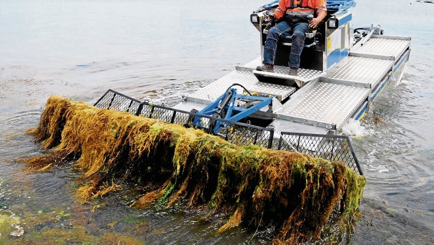 Comment ramasser des algues Raft ?