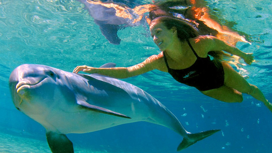 Pourquoi nager avec les dauphins ?