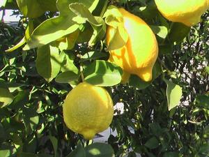 Est-ce que les citronniers perdent leurs feuilles en hiver ?