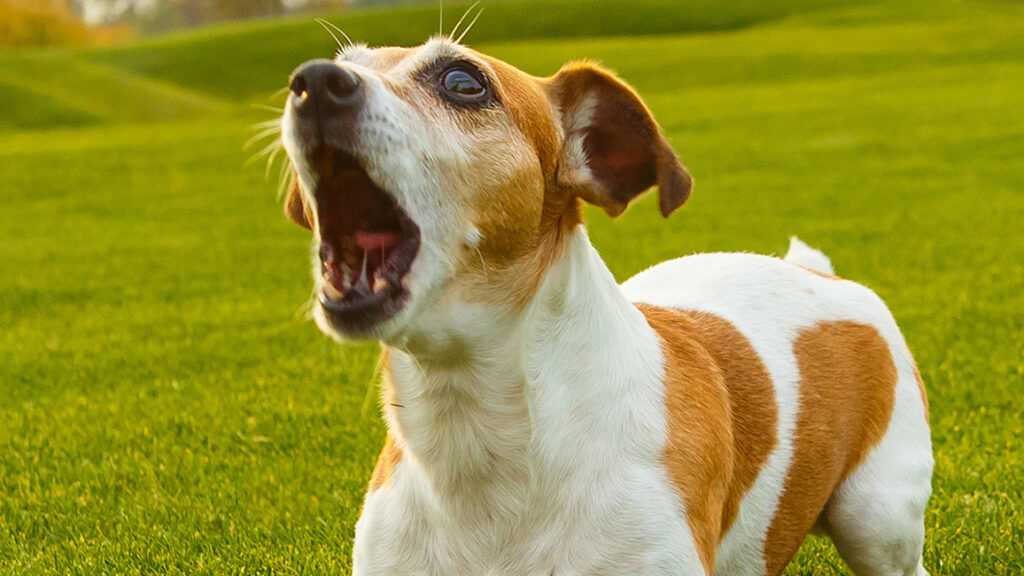 Pourquoi un chien aboie quand on sonne ?
