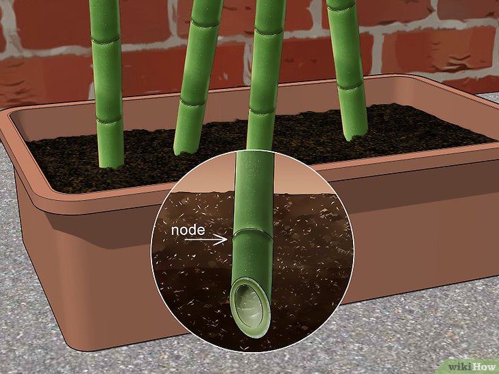 Comment faire pousser du bambou à partir d’une tige ?