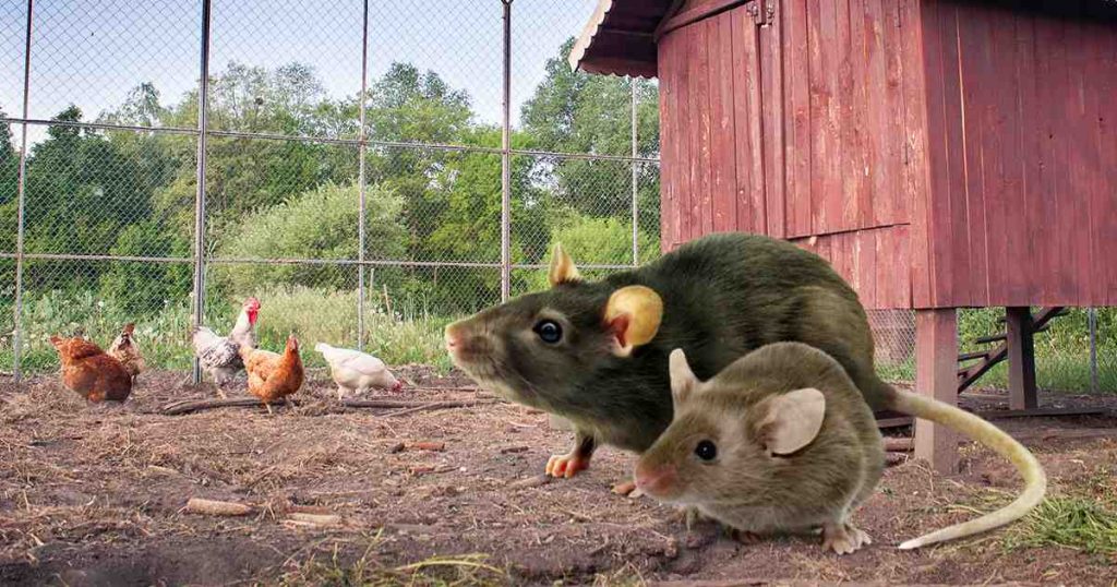 Quelle odeur attire les souris ?