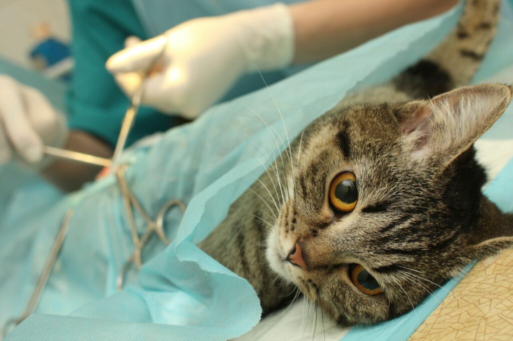 Comment faire un vaccin à un chat ?