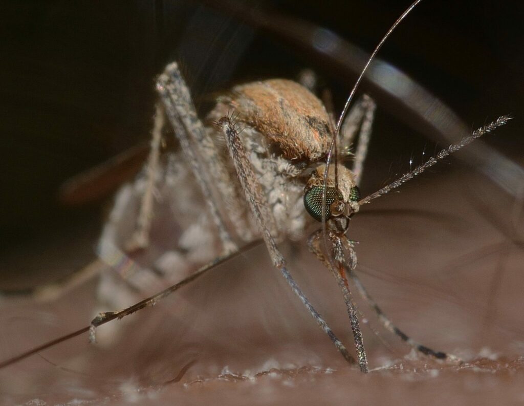 Comment se débarrasser définitivement des moustiques à la maison ?
