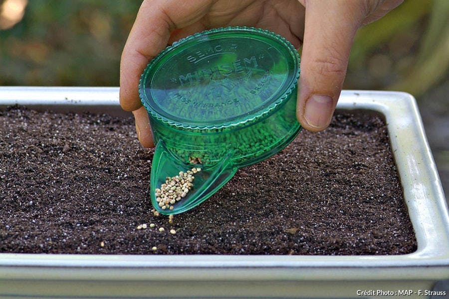 Pourquoi faire sécher les graines avant de les planter ?
