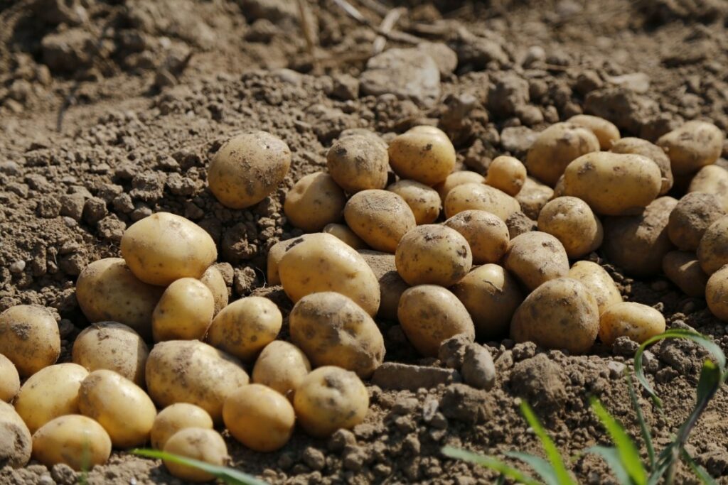 Quand mettre de l’engrais pour les pommes de terre ?