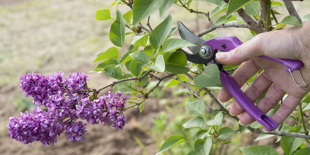 Comment faire pousser une branche de lilas ?