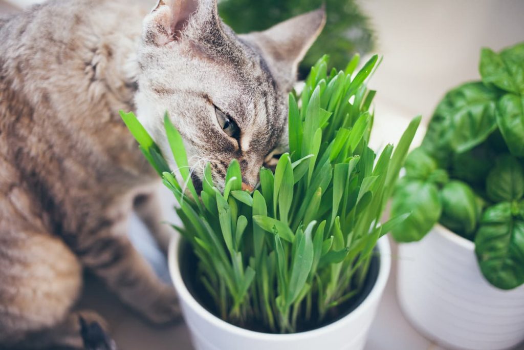Comment utiliser de l’herbe à chat ?