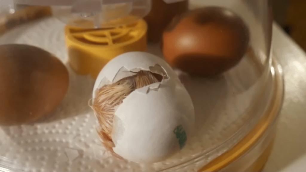Est-il possible de faire éclore un œuf de supermarché ?