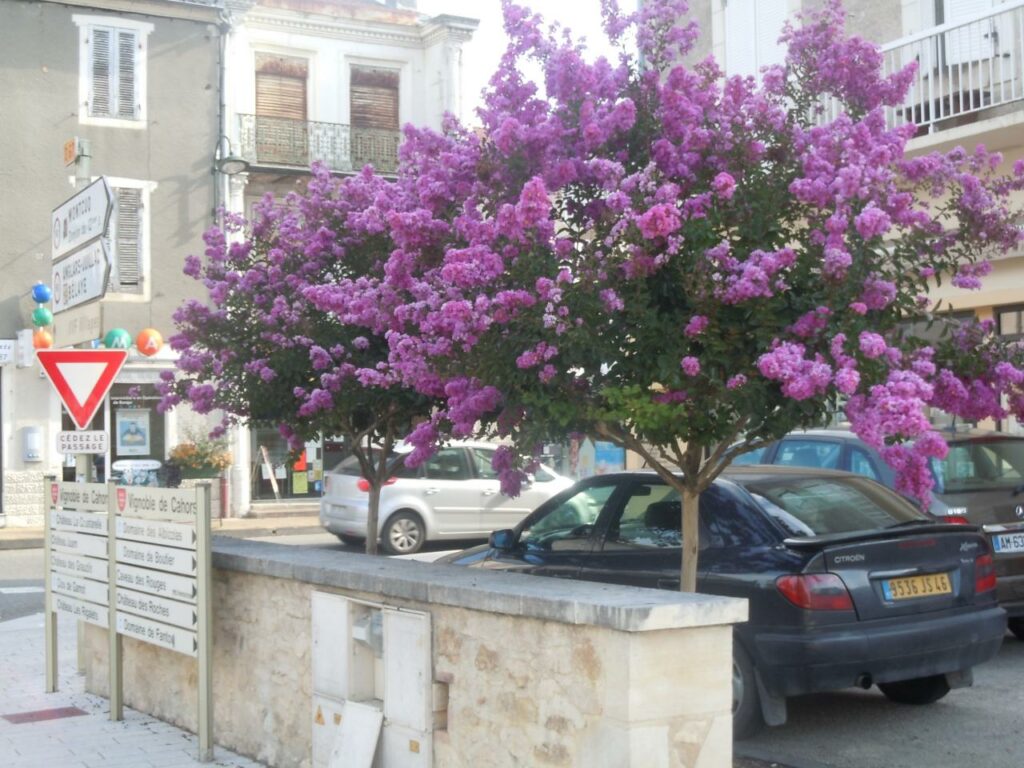 Quel arbre planter dans le sud de la France ?